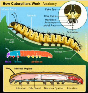 Anatomy of a Caterpillar