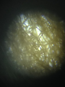 Spicules of a Sponge      (80x)